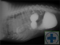 Рентгенограмма разрыва диафрагмы у собаки