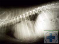 Фото 1. Рентгенограмма. Дилатационная кардиомиопатия у собаки.