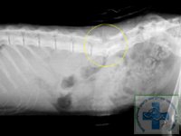 Перелом позвоночника со смещением в области поясничного отдела у кошки.