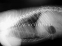 Рентгенограмма собаки после удаления буллы.
