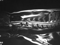 МРТ грыжи диска шейного отдела у собаки
