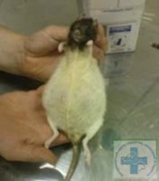  Опухолевый перитонит у крысы