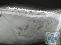 Перелом позвоночника у кошки фото thumbnail