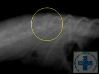 Перелом грудного отдела позвоночника у кошки thumbnail